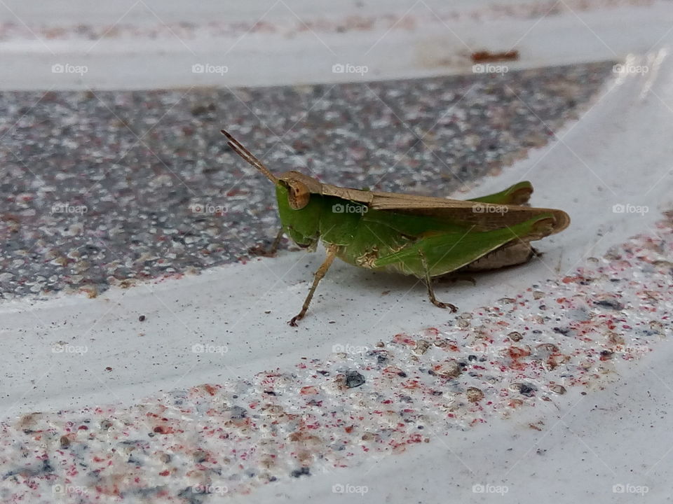 grasshopper