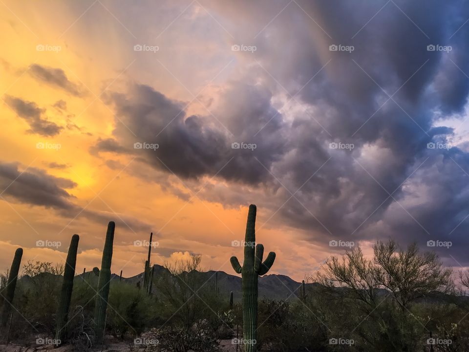 Desert Sunset Landscape 