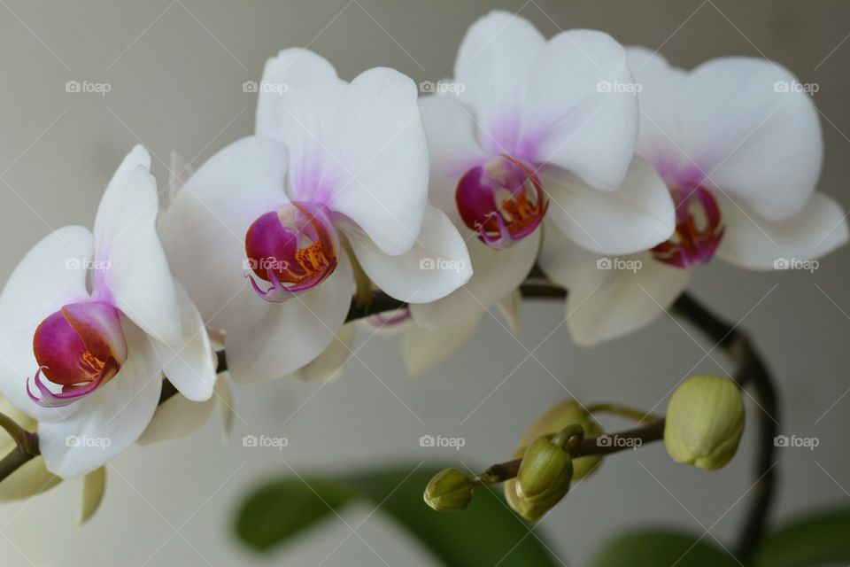 Flower, Orchids, Flora, Nature, Beautiful