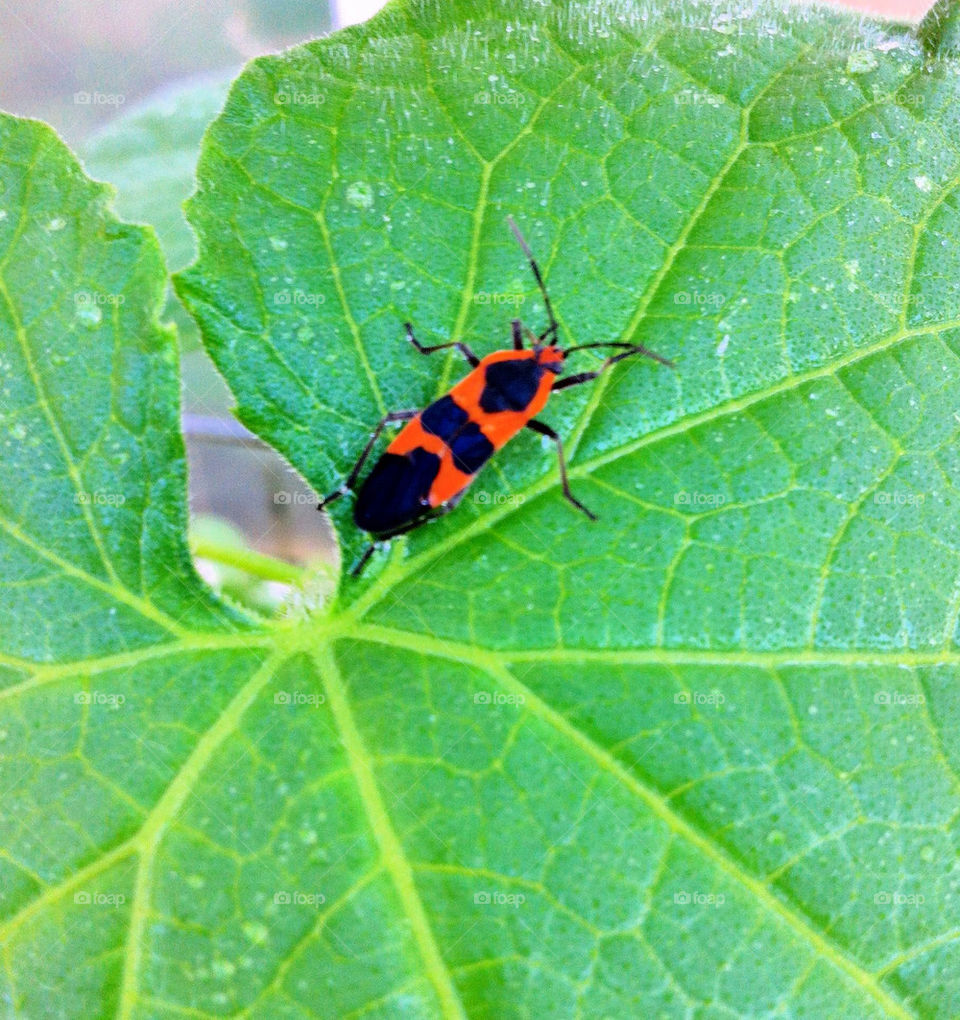 garden plant leaf beetle by scharms