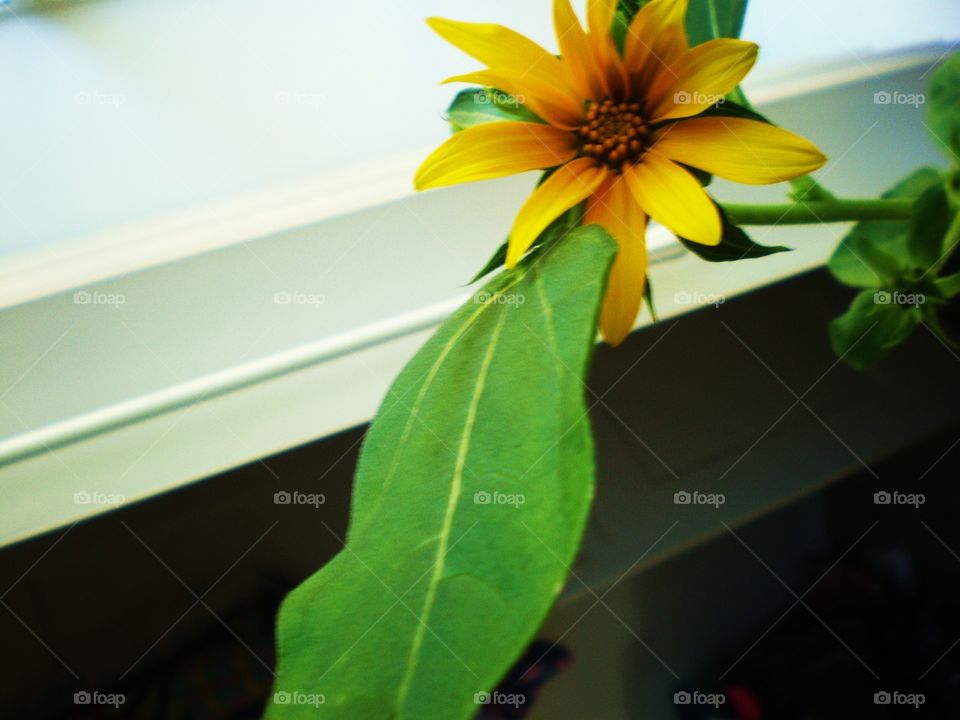 Yellow flower by window
