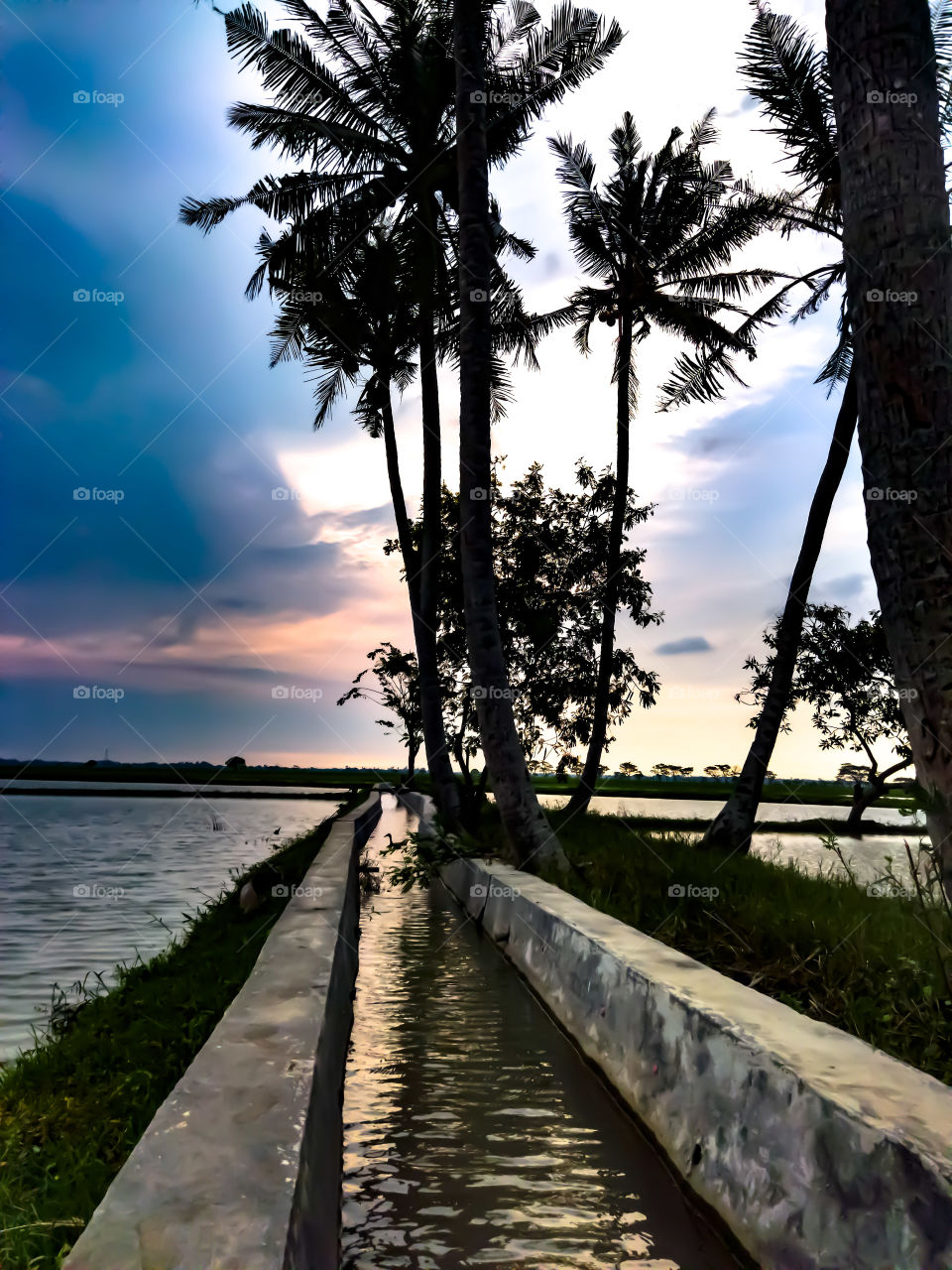 Evening view with the river in the middle and coconut trees on the left and right