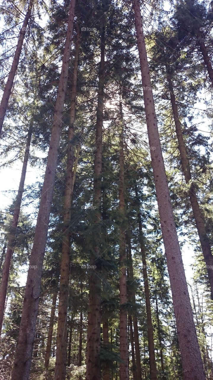 trees . towering pines around us