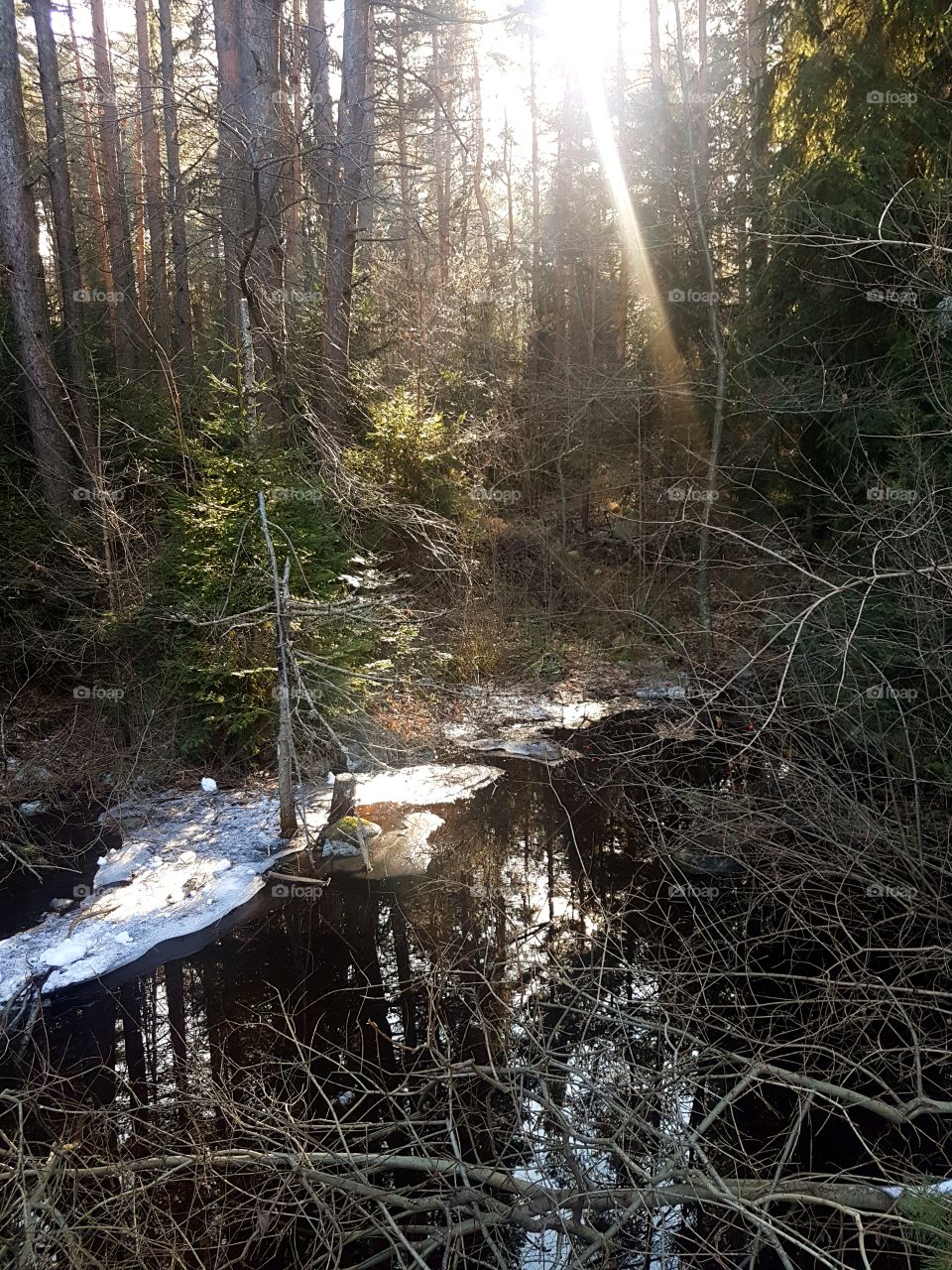 Sunshine through the forrest