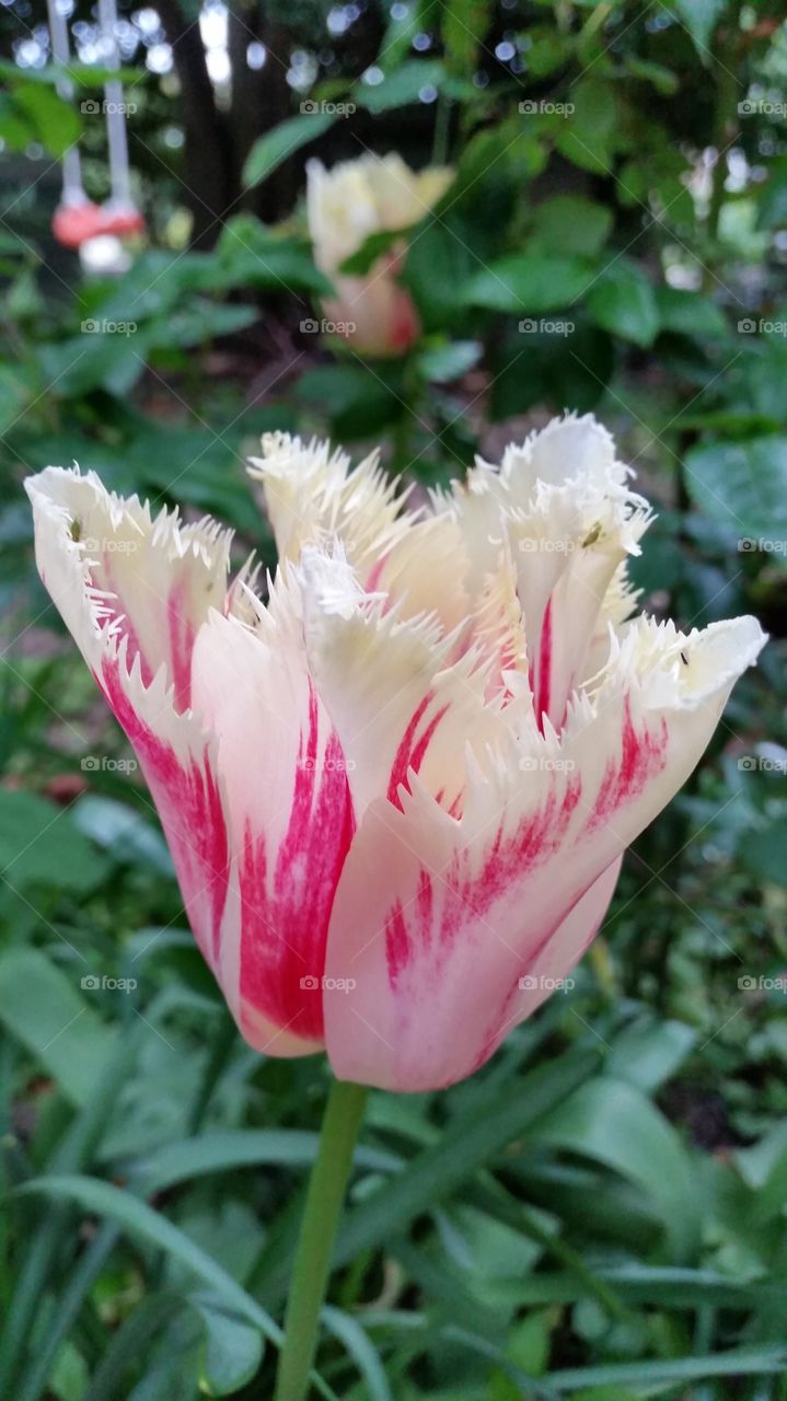 Flower. Tulip