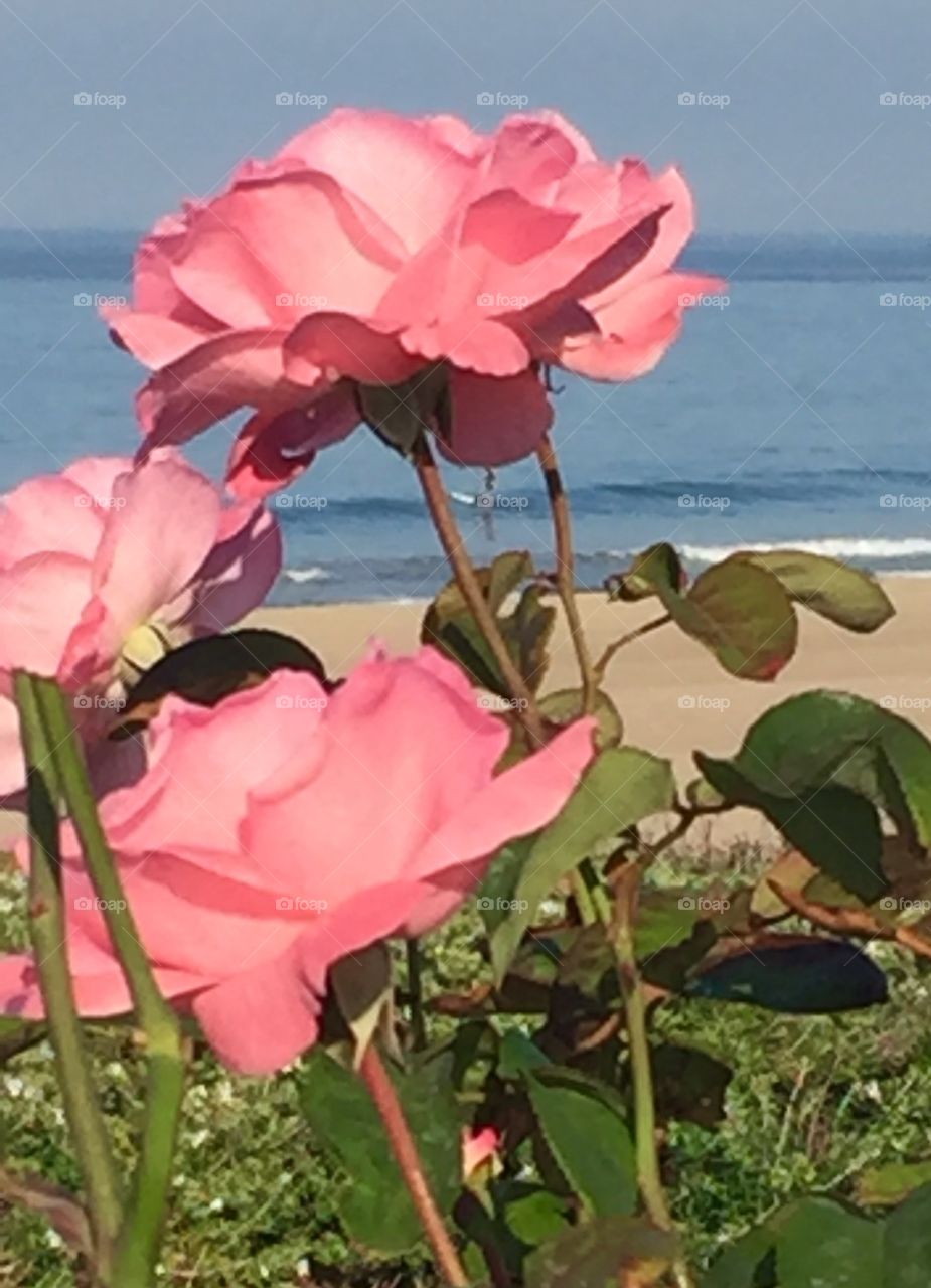 Manhattan Beach Roses