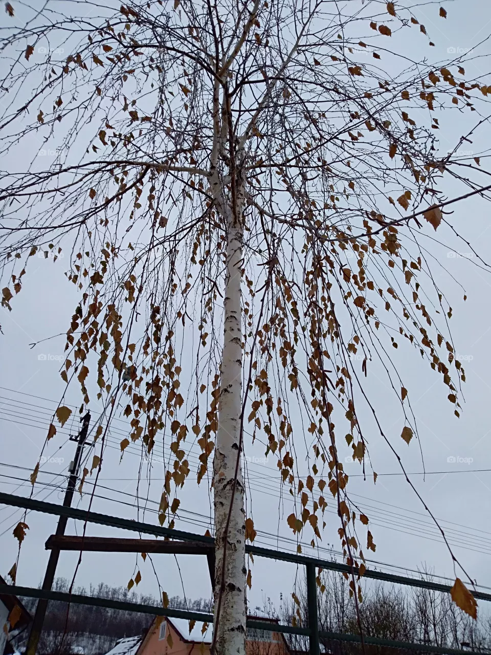 tree
