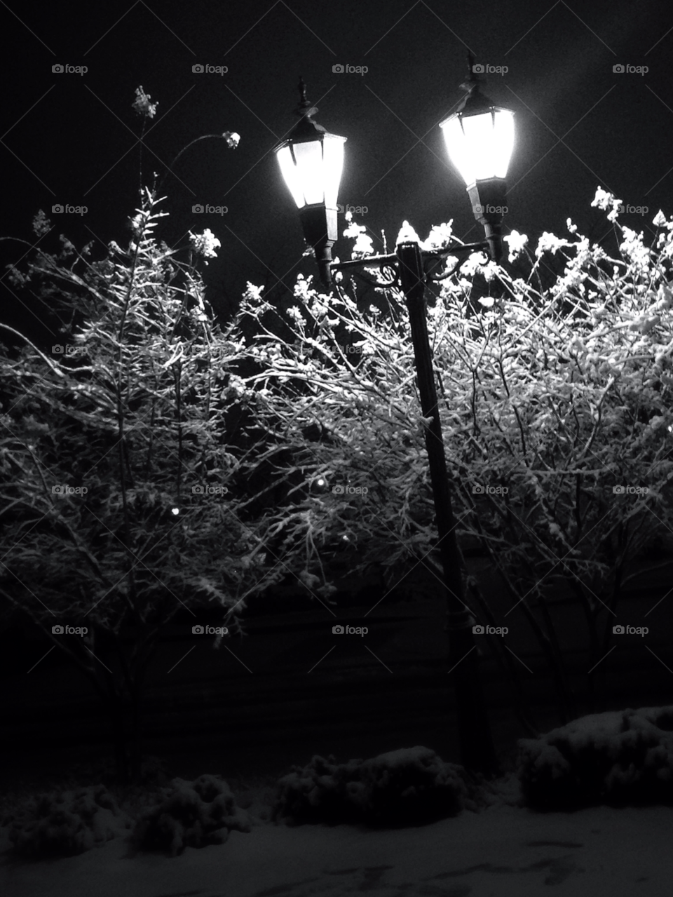 snow winter trees lights by Sarahschubel