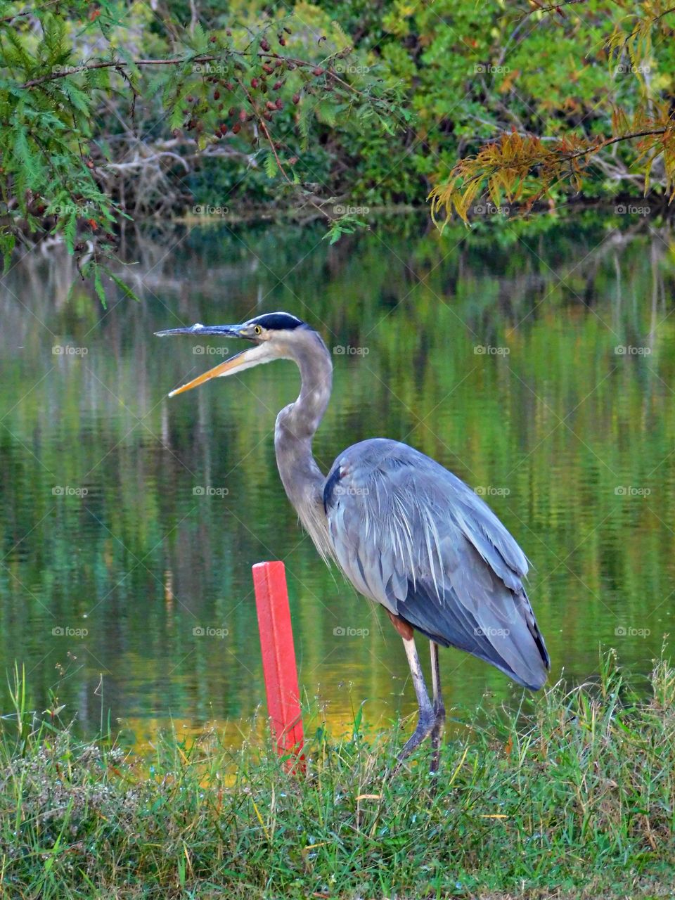 The glorious Mother Nature - Great Blue Heron