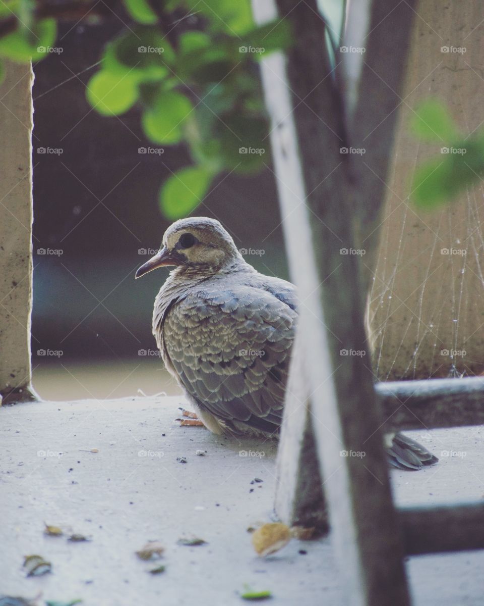 Baby mourning dove ready to fly