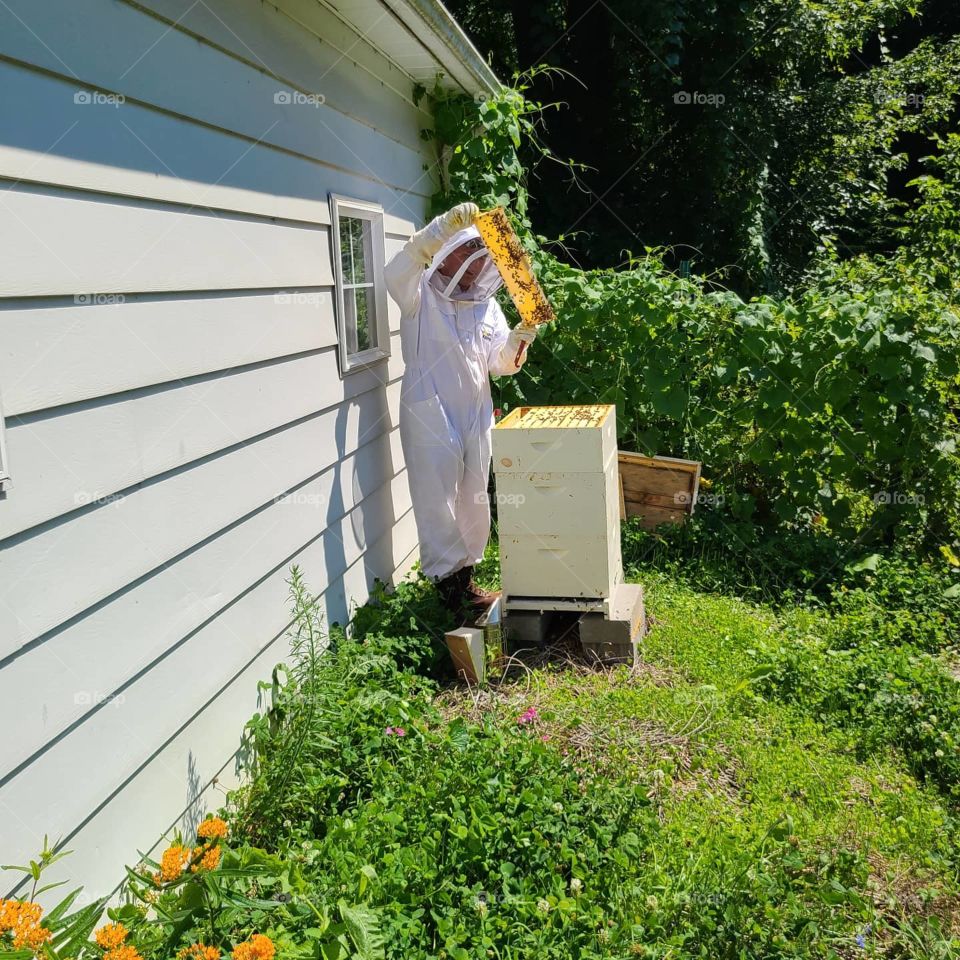 beekeeper pulling a frame for honey