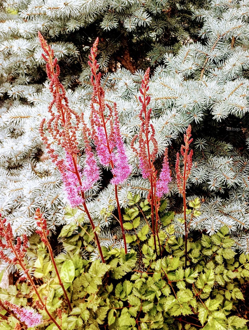 Purple Summer Flowers