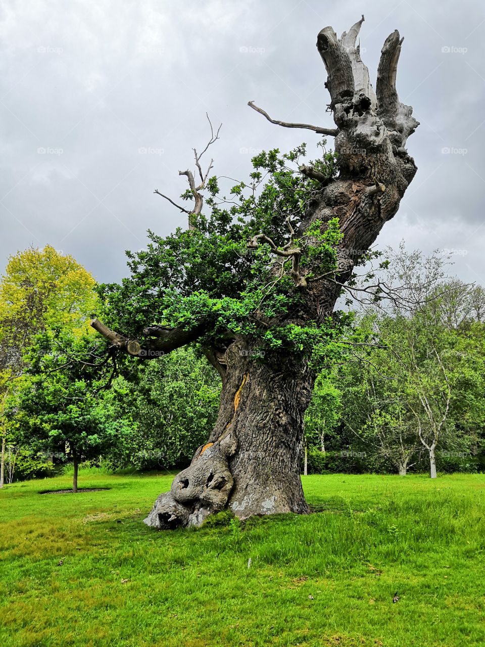 Old tree at Sandringham estate