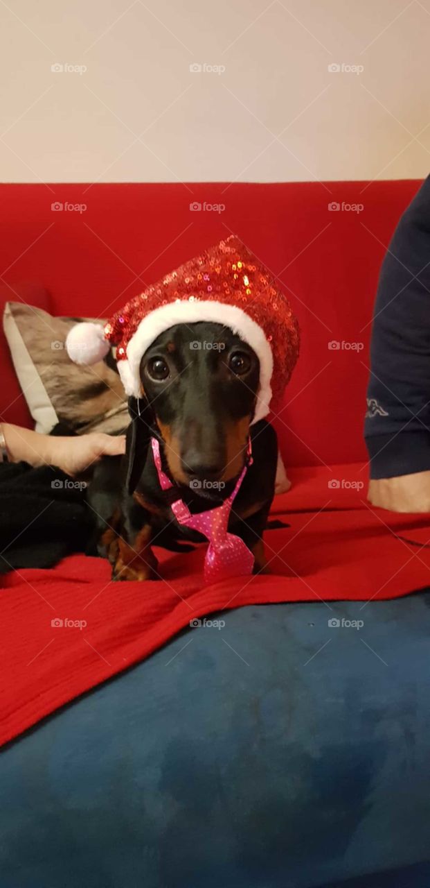cucciolo pronti per il Natale