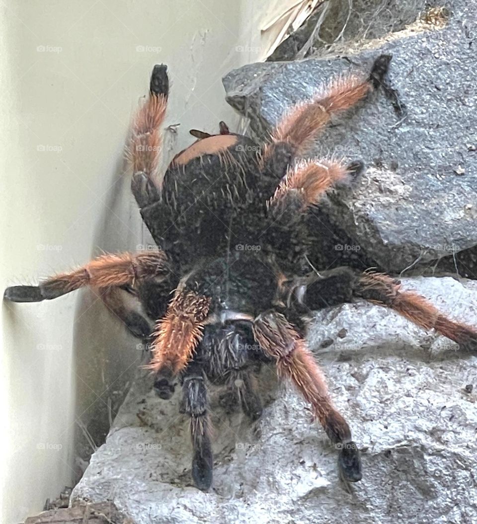 mygale à l'insectarium de Besançon