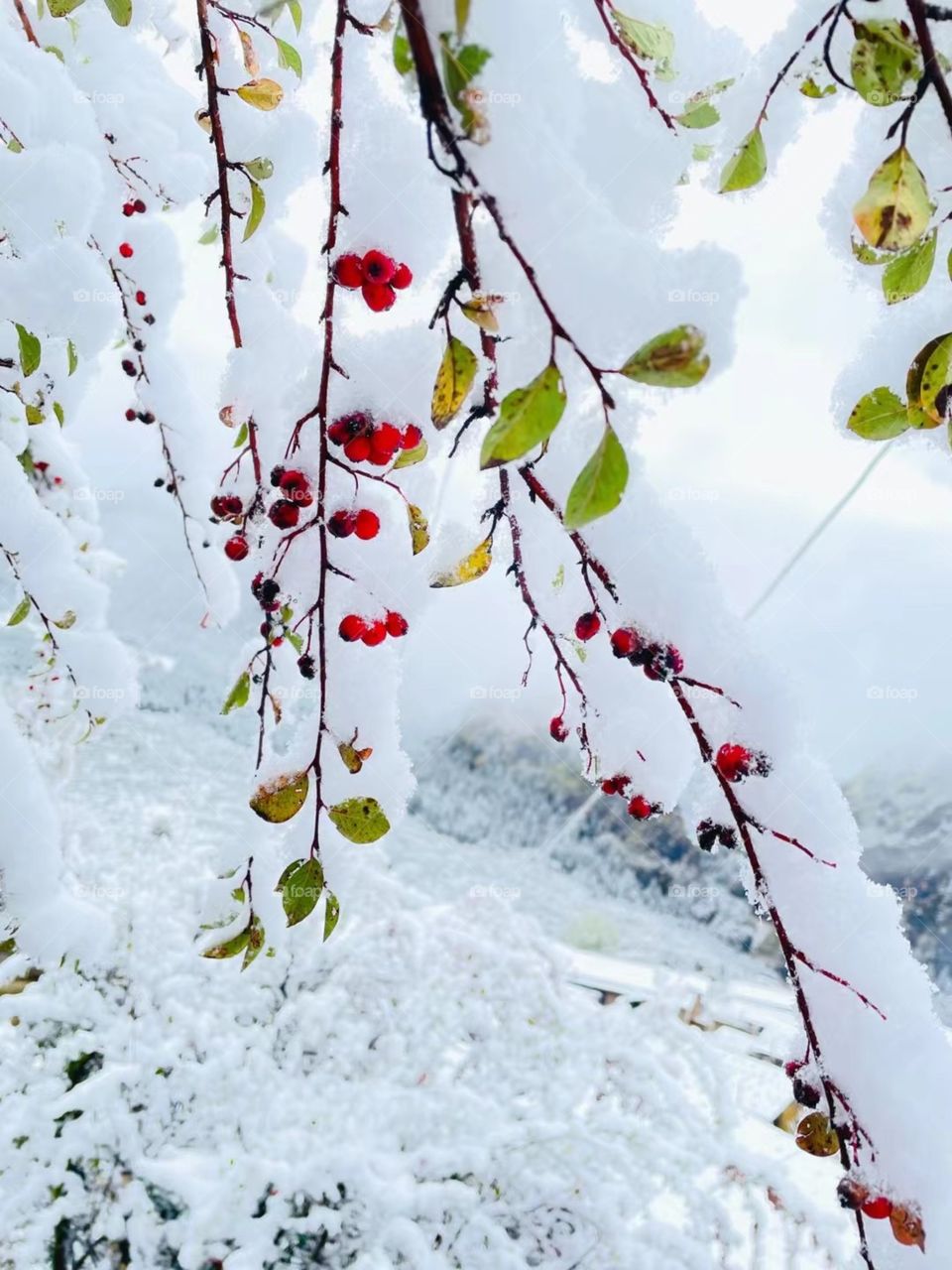 Snow and red fruit in the winter 