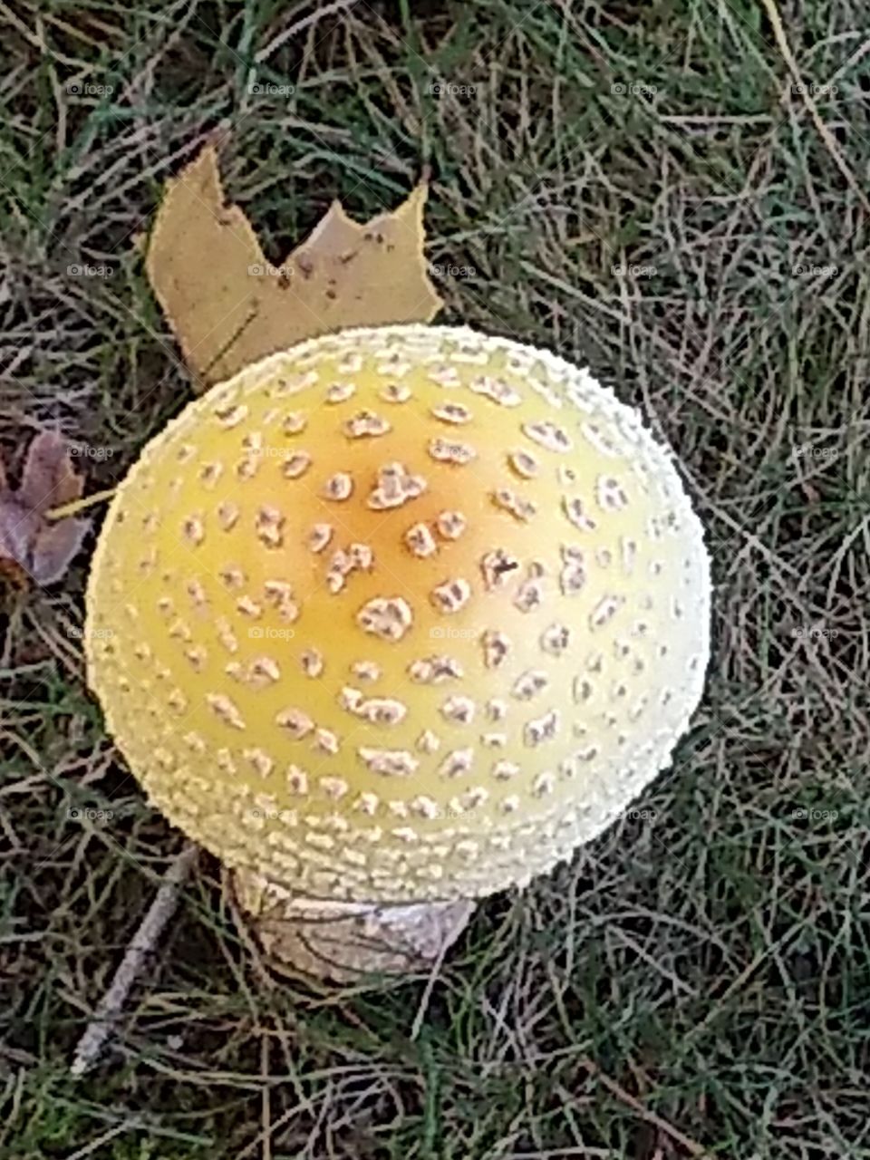 Fall mushroom