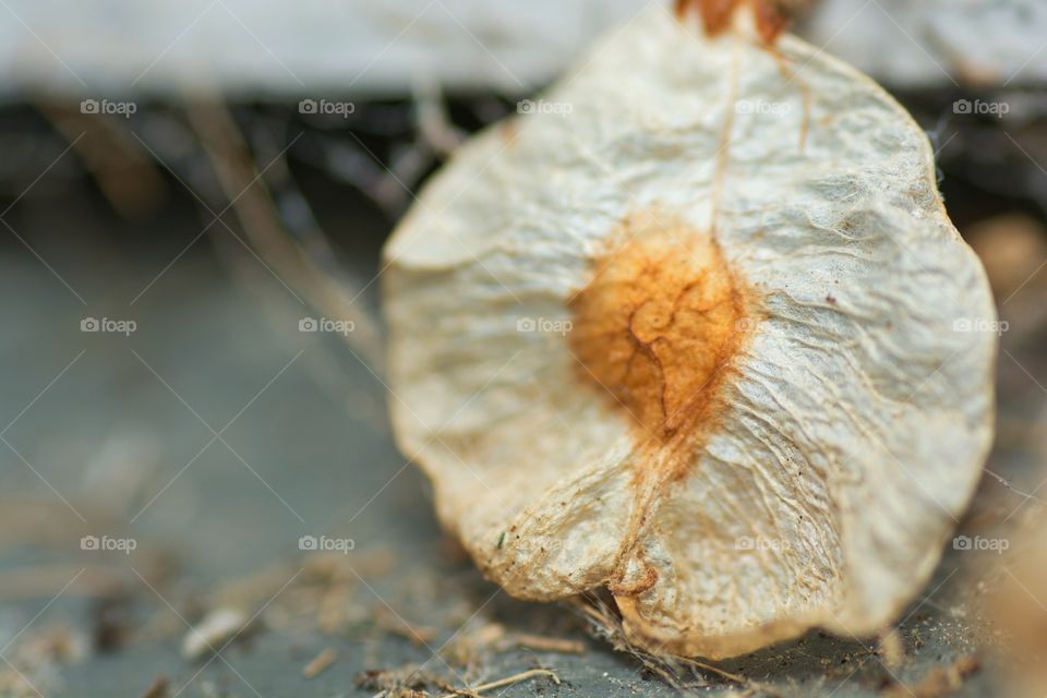 dried flower