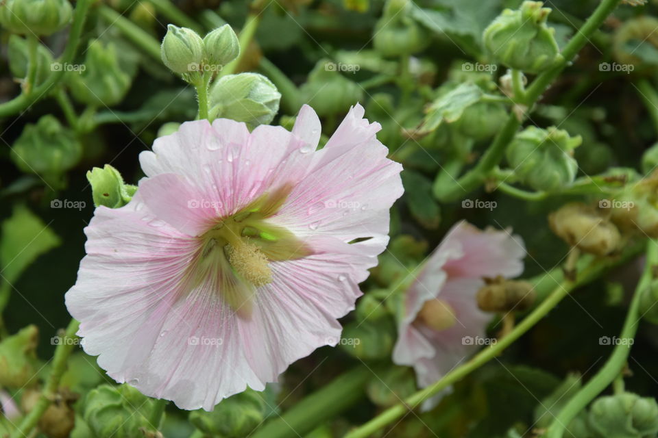 Raindrops on the malva flower