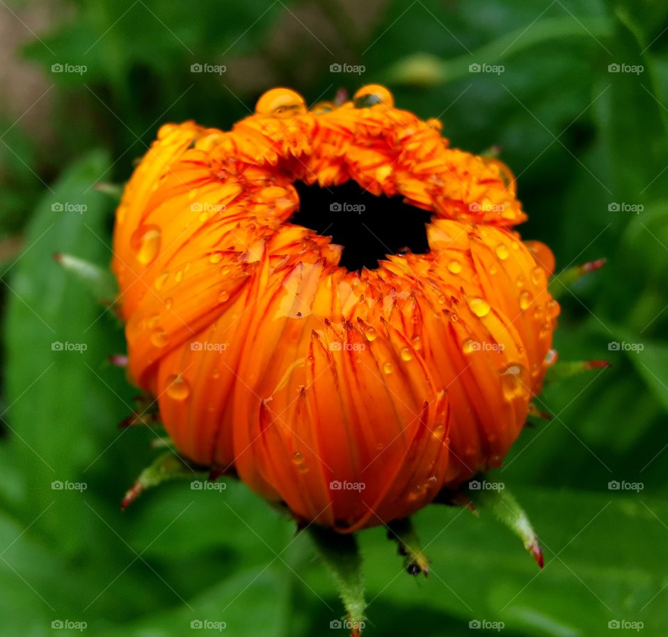 flower in the rain