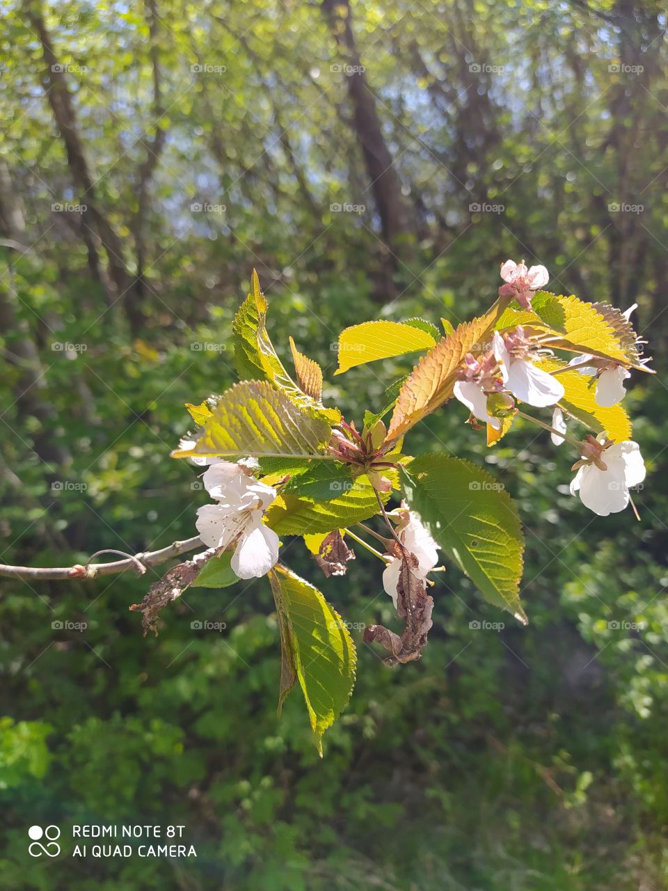 nature in the spring