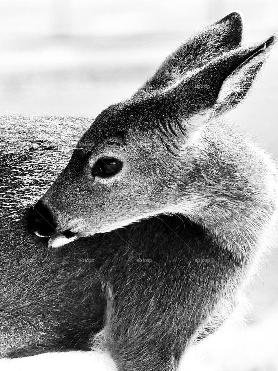 Black and white photo of a young doe in the summer sun at Point Defiance Park. Tacoma, Washington 