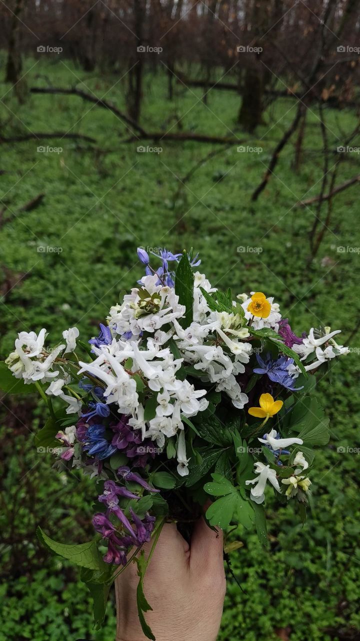 spring in the forest