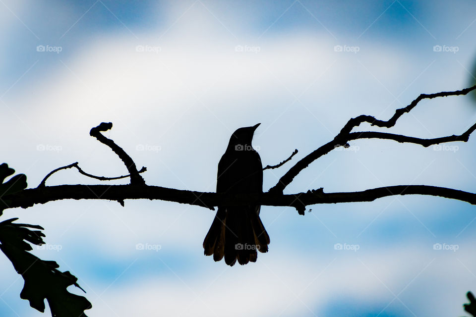 Beautiful bird silhouette. One of my favorite pictures. 