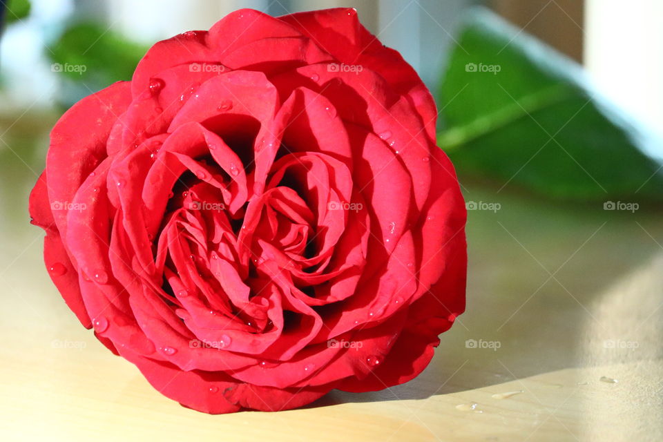 red rose, Dinesh Kumar