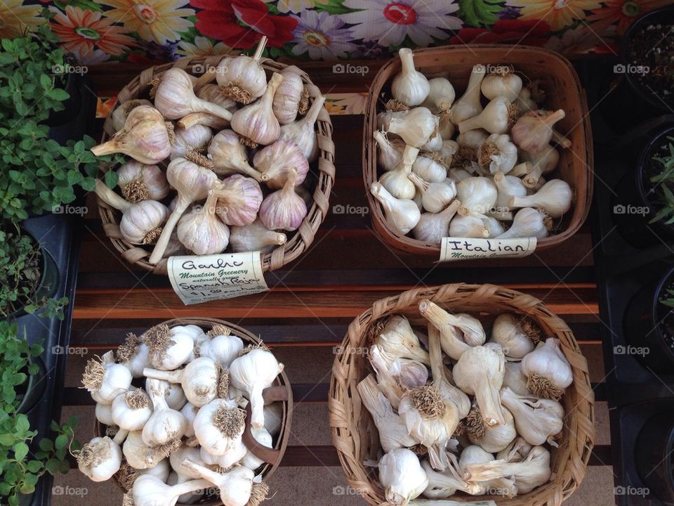 Fresh Garlic for sale 