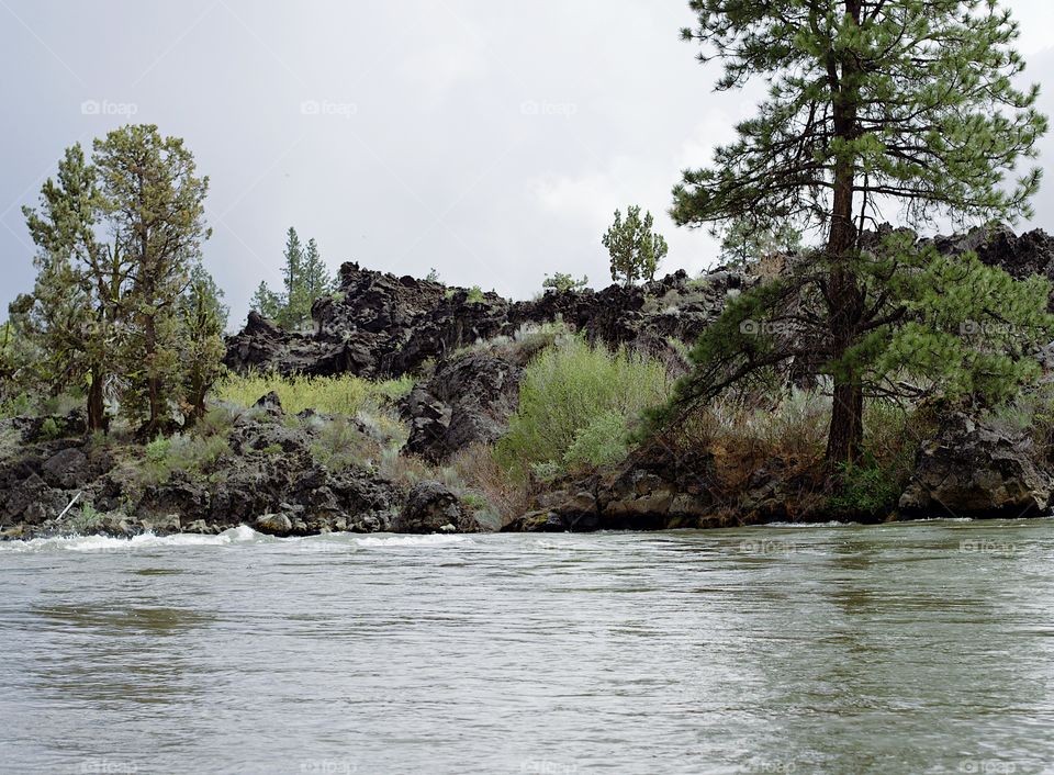 The beautiful spring waters of the Deschutes River in Central Oregon flows along its ponderosa pine tree covered banks near Lava Island. 