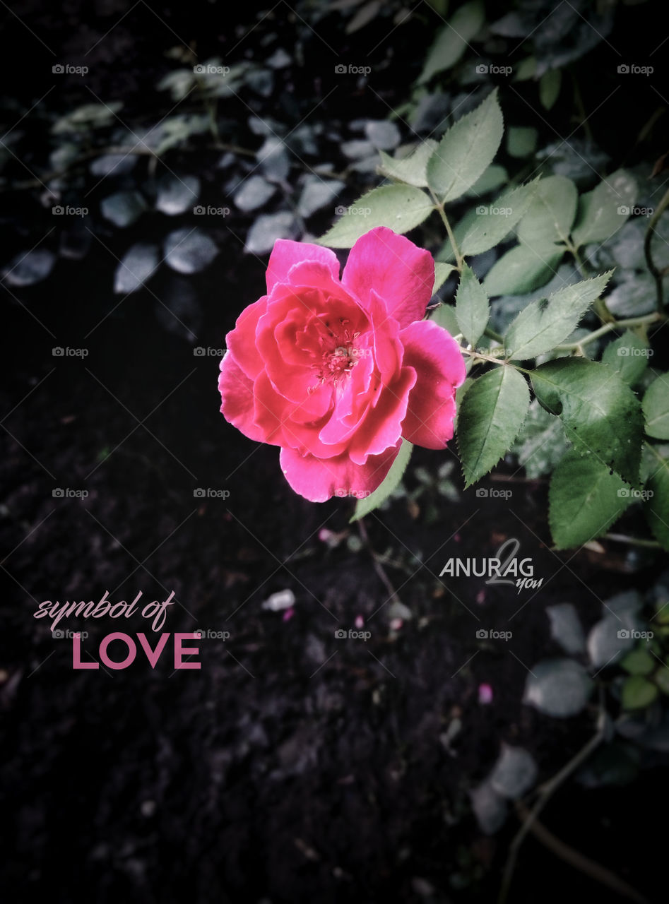 Rose - Symbol of Love