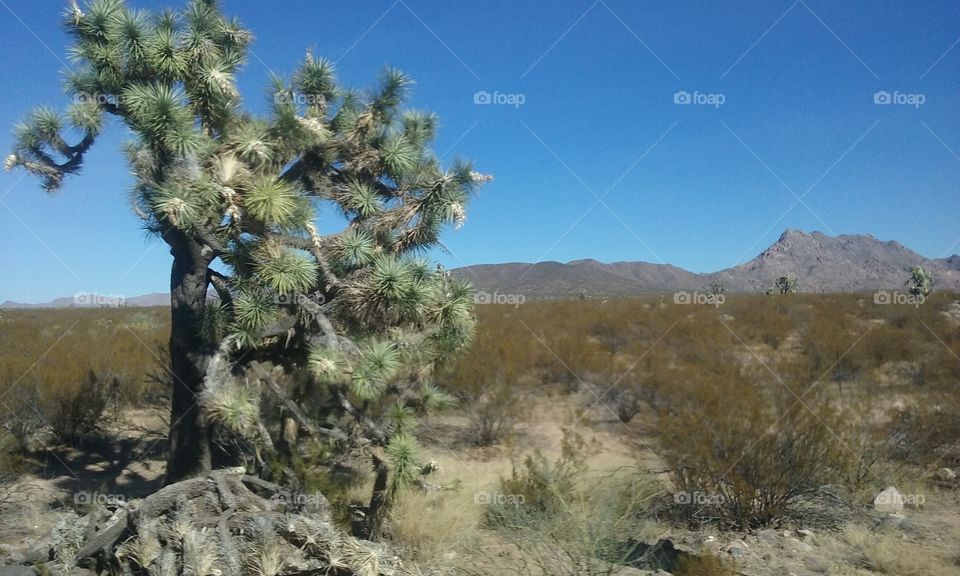 Joshua Tree Standing Watch.
