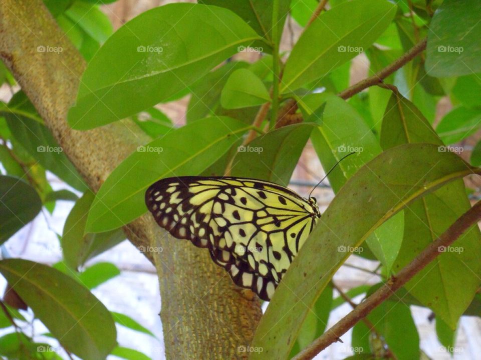 Filipino butterfly
