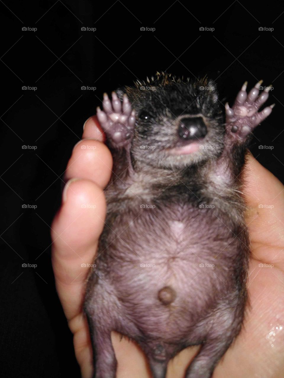 Baby-Igel aufpeppeln