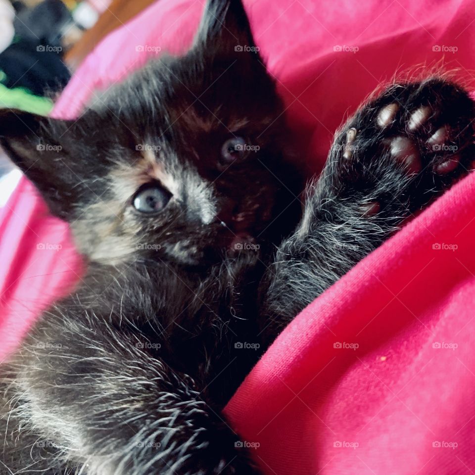 Tiny kitten being adorable 