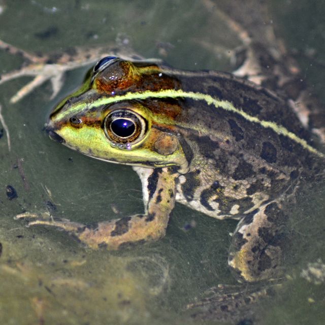 Frosch