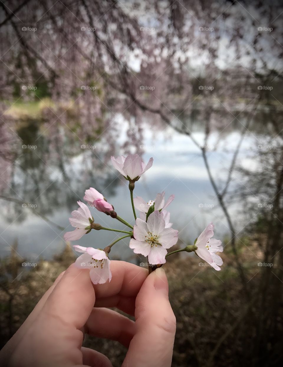 Beautiful cherry blossoms picked for you