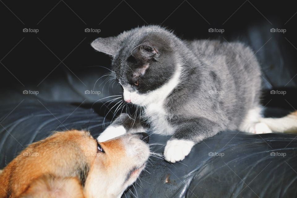 Cat playing with a dog