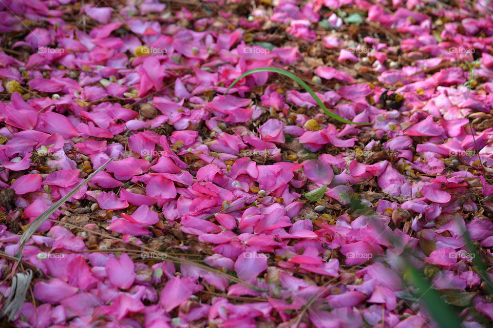 Flower petals on the ground
