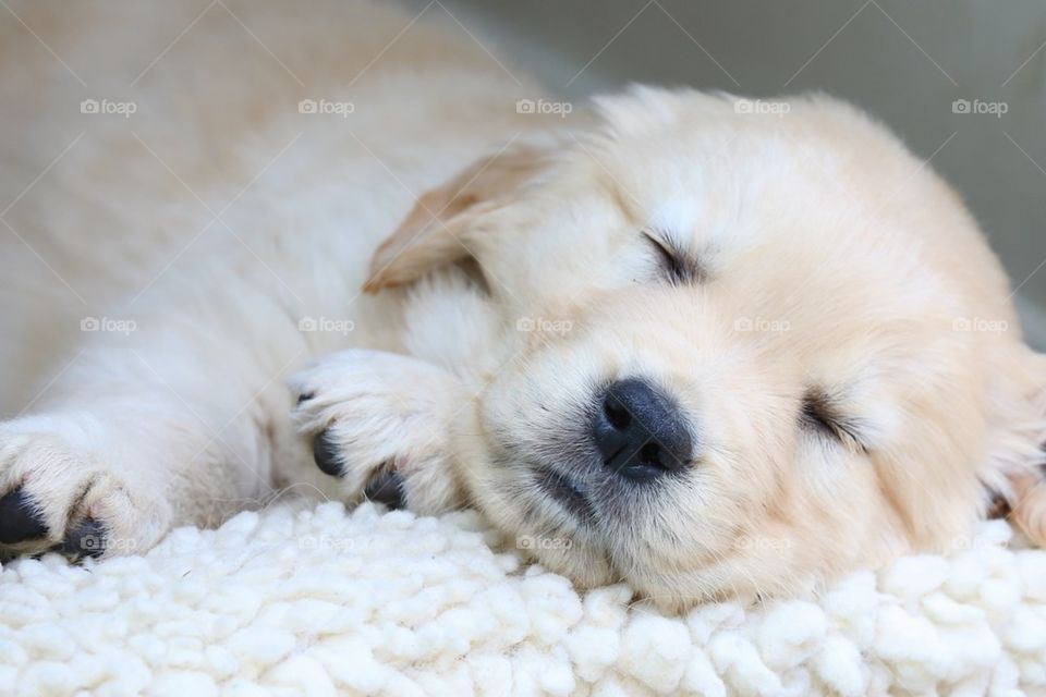 Sleepy puppy 