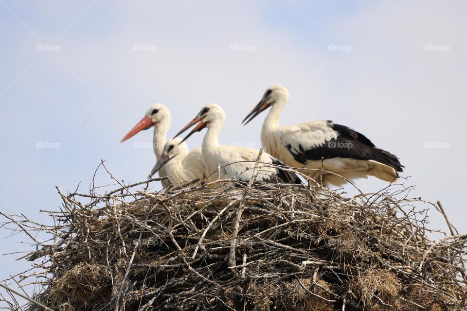 Beautiful stork family 