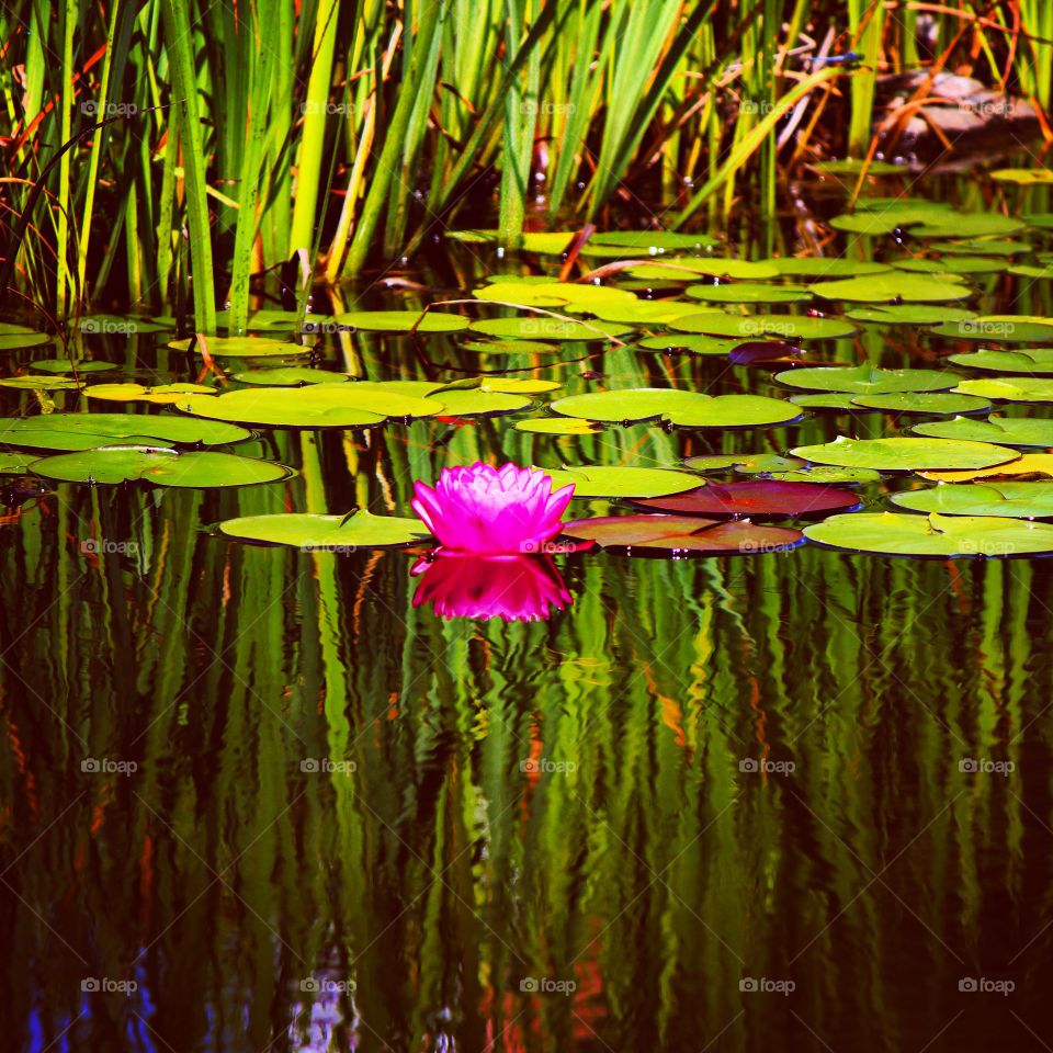 Reflecting pond 