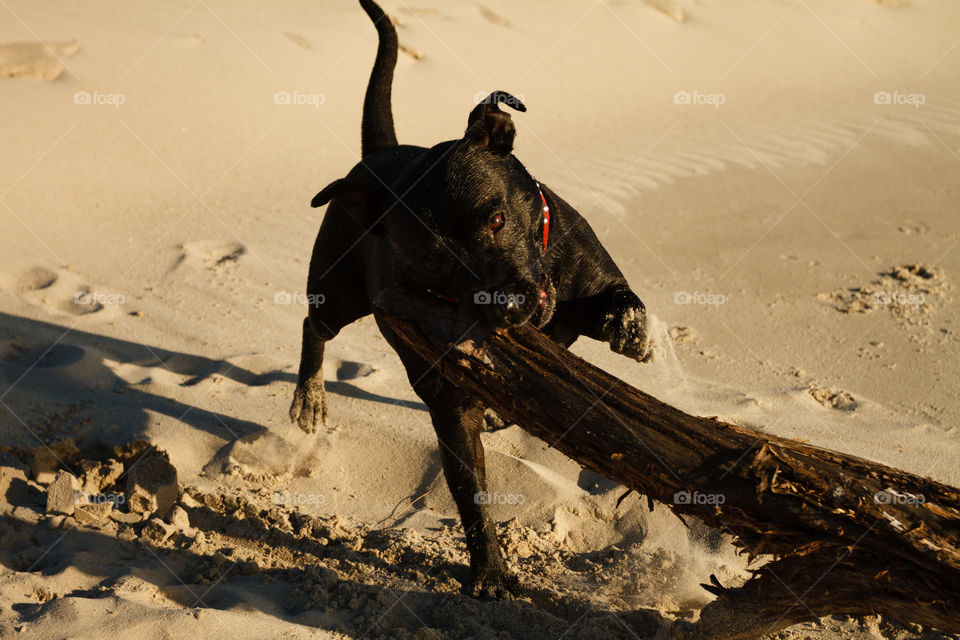 Dog playing on beach with stick