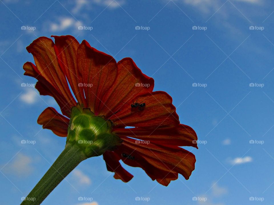 photo macro of red flower in my garden and a blue sky