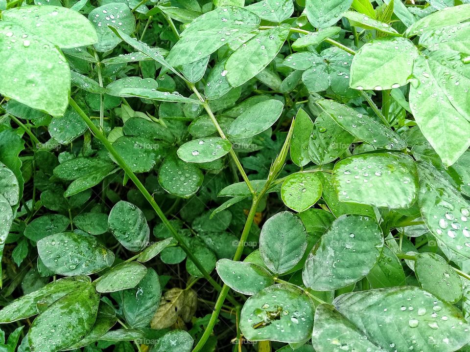 Cassiatora is a nectar producing plant developed as a food source for natural enemies of oil palm plants pests or plantations and agricutural