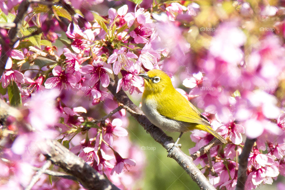 Lonely  (Bird ID - Oriental White Eye)