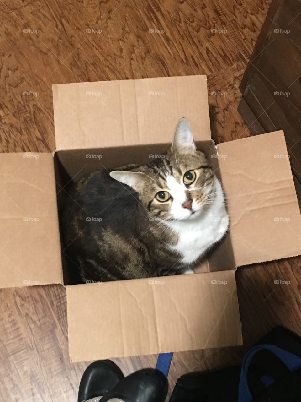 he barely fits