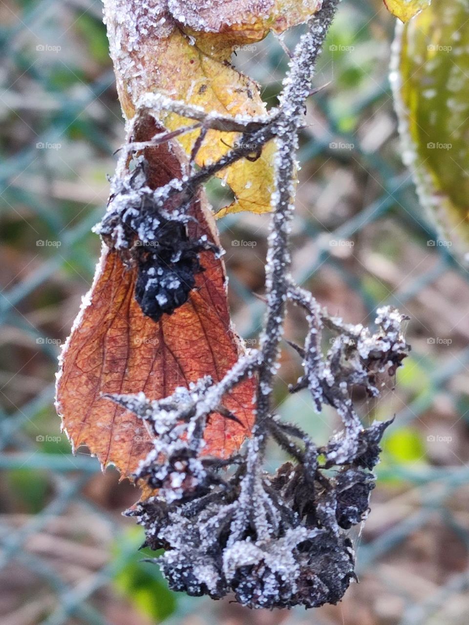 Wood, forest, nature