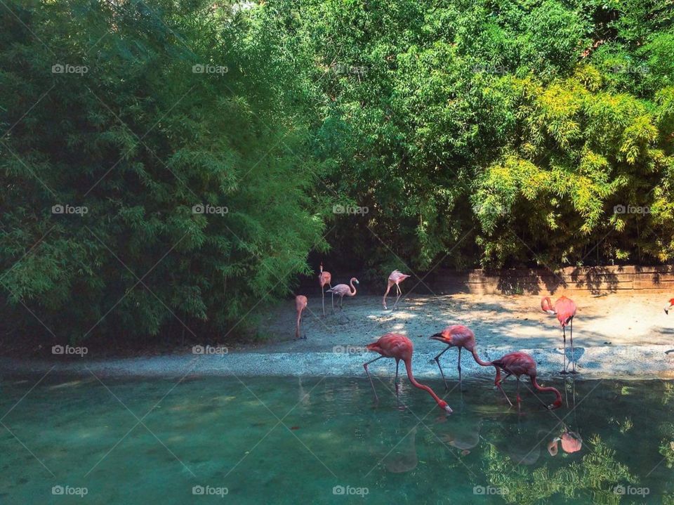 Flamingos